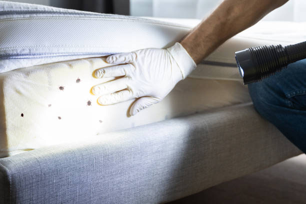 Best Termite Control Services  in Allyn, WA